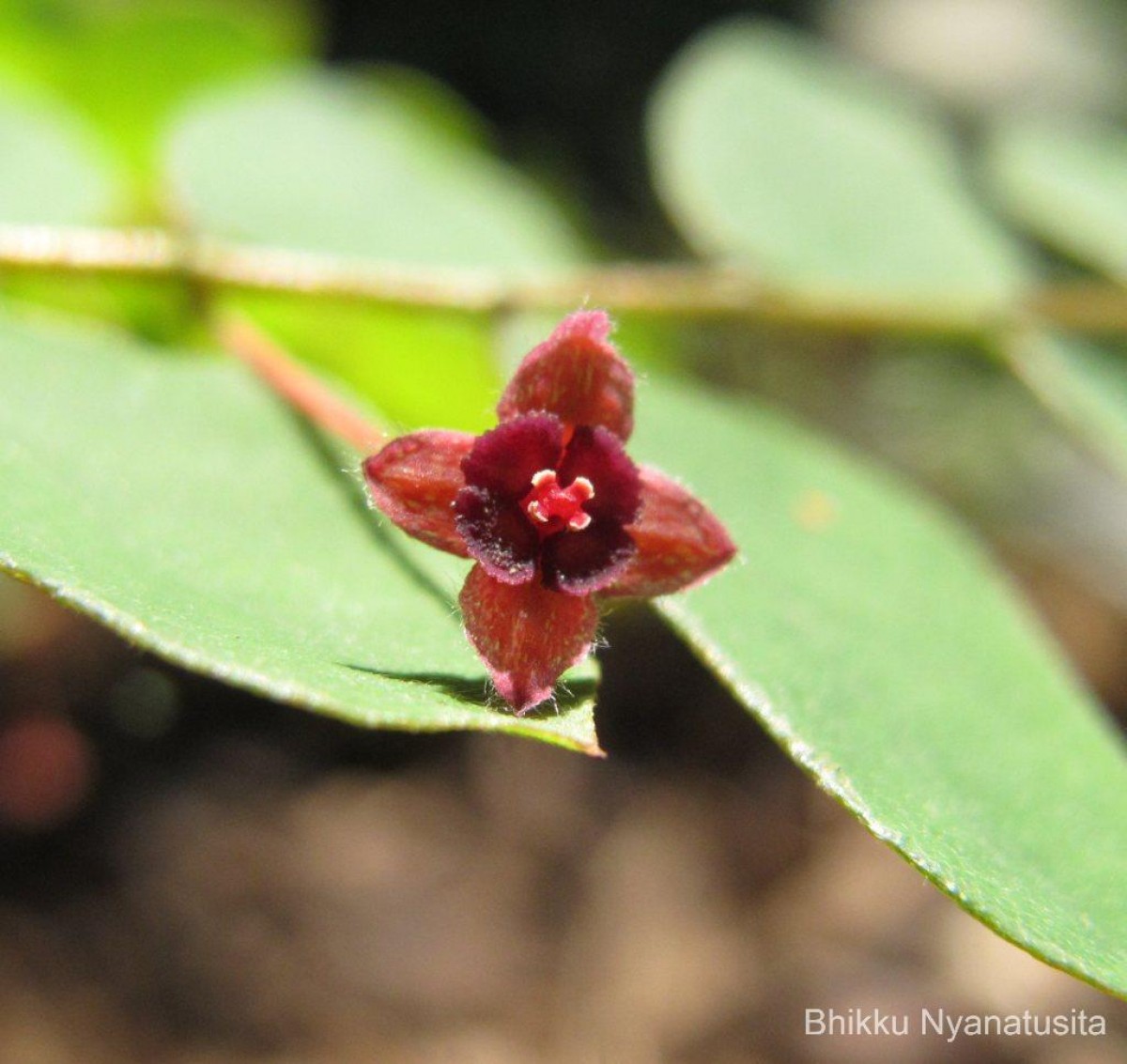 Phyllanthus cinereus Müll.Arg.